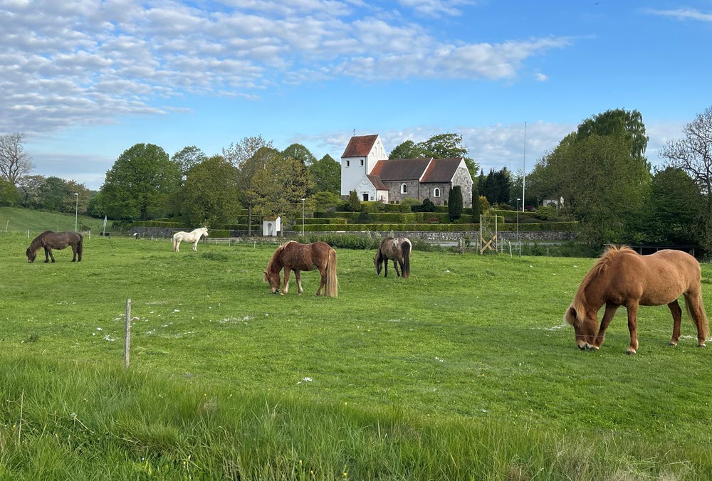 Grønne marker med heste og i baggrunden ses kirken i Adslev og blå himmel.